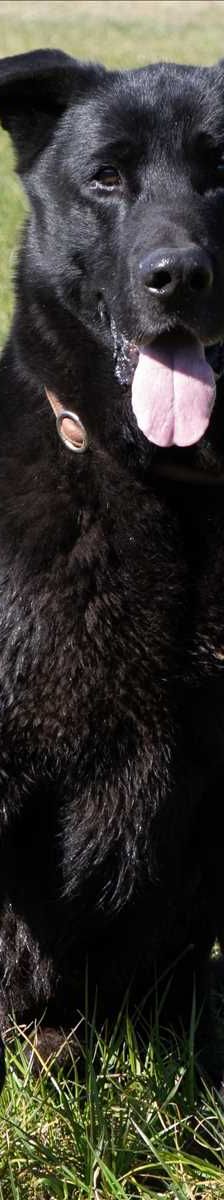 LUCKY – Labrador, Schäferhund Mischling, Männchen, 8 Jahre, 81829 München – Foto 1