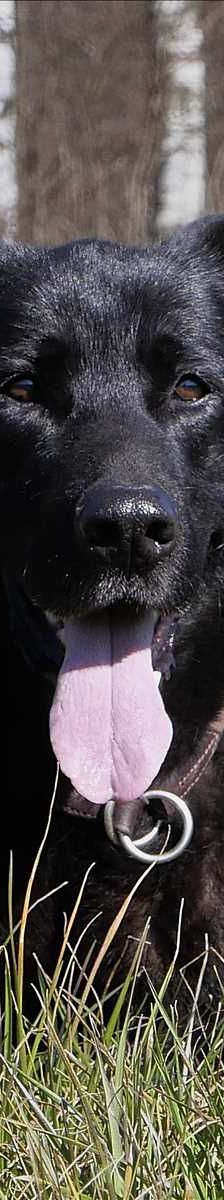 LUCKY – Labrador, Schäferhund Mischling, Männchen, 8 Jahre, 81829 München – Foto 2