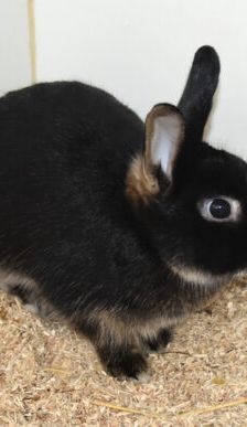 Biene – Zwergkaninchen, Weibchen, Alter unbekannt, 90537 Feucht – Foto 2