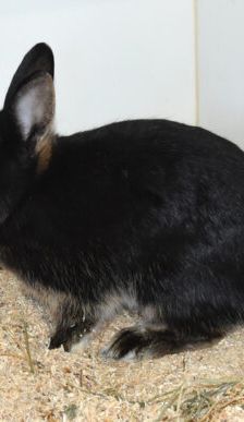 Biene – Zwergkaninchen, Weibchen, Alter unbekannt, 90537 Feucht – Foto 3