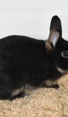 Biene – Zwergkaninchen, Weibchen, Alter unbekannt, 90537 Feucht – Foto 4