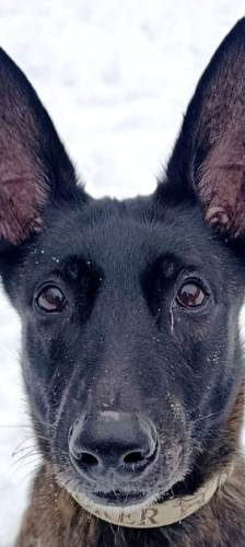 Trüffel – Malinois, Weibchen, 4 Jahre, 28357 Bremen – Foto 1