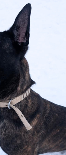 Trüffel – Malinois, Weibchen, 4 Jahre, 28357 Bremen – Foto 2