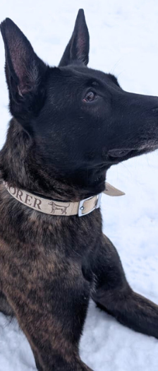 Trüffel – Malinois, Weibchen, 4 Jahre, 28357 Bremen – Foto 3