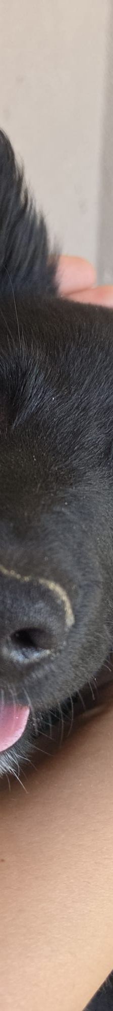 Levi – Kroat.Schäferhund-Mischling, Männchen, 3 Monate, Nordic Strays e.V. – Foto 1
