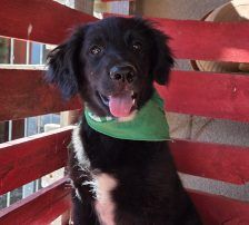 Levi – Kroat.Schäferhund-Mischling, Männchen, 3 Monate, Nordic Strays e.V. – Foto 2