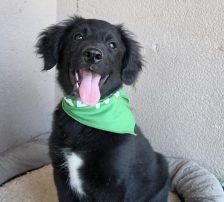 Levi – Kroat.Schäferhund-Mischling, Männchen, 3 Monate, Nordic Strays e.V. – Foto 3