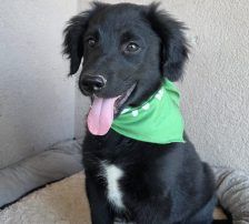 Levi – Kroat.Schäferhund-Mischling, Männchen, 3 Monate, Nordic Strays e.V. – Foto 4