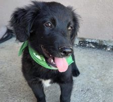 Levi – Kroat.Schäferhund-Mischling, Männchen, 3 Monate, Nordic Strays e.V. – Foto 5