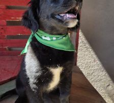 Levi – Kroat.Schäferhund-Mischling, Männchen, 3 Monate, Nordic Strays e.V. – Foto 6