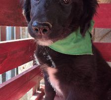 Levi – Kroat.Schäferhund-Mischling, Männchen, 3 Monate, Nordic Strays e.V. – Foto 7