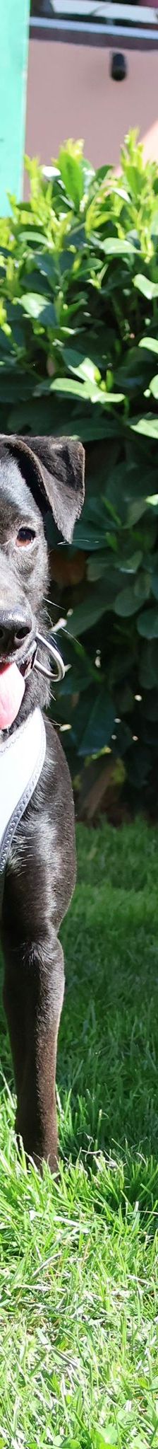 Sabina – Mischling, Weibchen, 1 Jahr, Nordic Strays e.V. – Foto 2