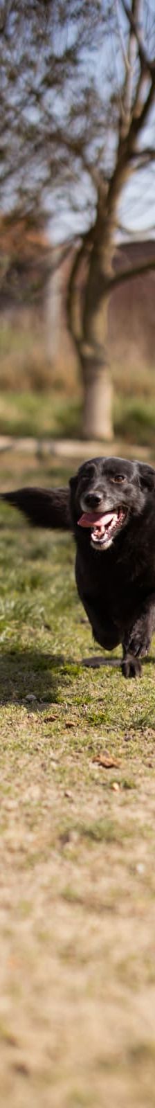 Sabina – Mischling, Weibchen, 1 Jahr, Nordic Strays e.V. – Foto 4