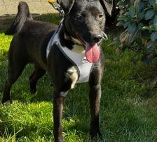 Sabina – Mischling, Weibchen, 1 Jahr, Nordic Strays e.V. – Foto 6