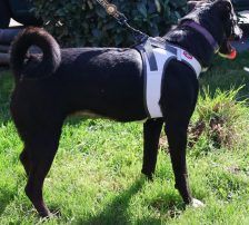 Sabina – Mischling, Weibchen, 1 Jahr, Nordic Strays e.V. – Foto 7