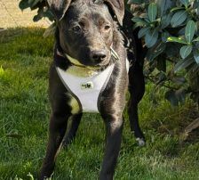 Sabina – Mischling, Weibchen, 1 Jahr, Nordic Strays e.V. – Foto 8