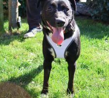 Sabina – Mischling, Weibchen, 1 Jahr, Nordic Strays e.V. – Foto 9