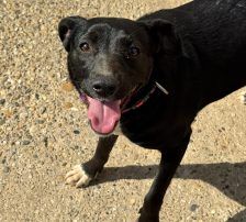 Sabina – Mischling, Weibchen, 1 Jahr, Nordic Strays e.V. – Foto 10