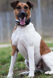 Rudi – Foxterrier, Männchen, 6 Jahre 6 Monate, 97074 Würzburg – Foto 2