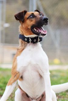 Rudi – Foxterrier, Männchen, 6 Jahre 6 Monate, 97074 Würzburg – Foto 11
