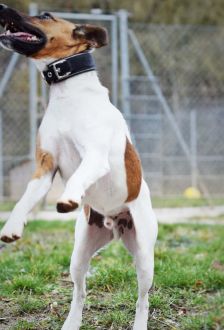 Rudi – Foxterrier, Männchen, 6 Jahre 6 Monate, 97074 Würzburg – Foto 12