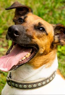 Rudi – Foxterrier, Männchen, 6 Jahre 6 Monate, 97074 Würzburg – Foto 13