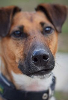 Rudi – Foxterrier, Männchen, 6 Jahre 6 Monate, 97074 Würzburg – Foto 3