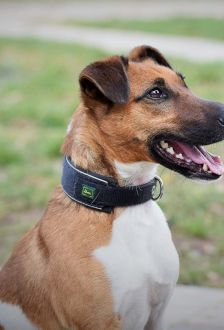 Rudi – Foxterrier, Männchen, 6 Jahre 6 Monate, 97074 Würzburg – Foto 4