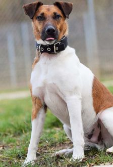Rudi – Foxterrier, Männchen, 6 Jahre 6 Monate, 97074 Würzburg – Foto 6