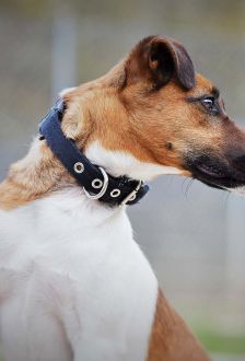 Rudi – Foxterrier, Männchen, 6 Jahre 6 Monate, 97074 Würzburg – Foto 7