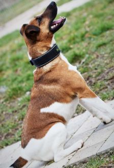 Rudi – Foxterrier, Männchen, 6 Jahre 6 Monate, 97074 Würzburg – Foto 9