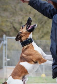 Rudi – Foxterrier, Männchen, 6 Jahre 6 Monate, 97074 Würzburg – Foto 10