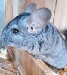 Zeus & Poseidon – Chinchilla, Männchen, Alter unbekannt, 13057 Berlin – Foto 2