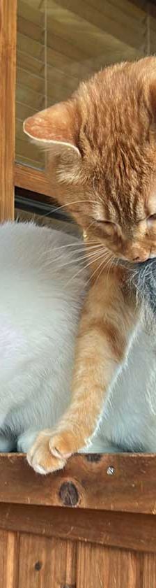Vincent – EKH, Männchen, 1 Jahr, 82031 Grünwald – Foto 2