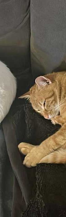 Vincent – EKH, Männchen, 1 Jahr, 82031 Grünwald – Foto 4