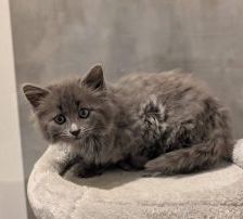 Lea – Langhaar Mischling, Weibchen, 6 Monate, 97525 Schwebheim – Foto 1