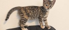 Lea – Langhaar Mischling, Weibchen, 6 Monate, 97525 Schwebheim – Foto 2