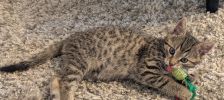 Lea – Langhaar Mischling, Weibchen, 6 Monate, 97525 Schwebheim – Foto 3