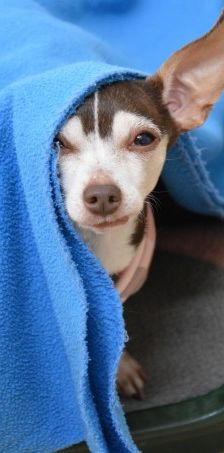 Manu – Prager Rattler-Chihuahua-Mix, Weibchen, 7 Jahre 11 Monate, 70195 Stuttgart-Botnang – Foto 1
