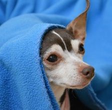 Manu – Prager Rattler-Chihuahua-Mix, Weibchen, 7 Jahre 11 Monate, 70195 Stuttgart-Botnang – Foto 2