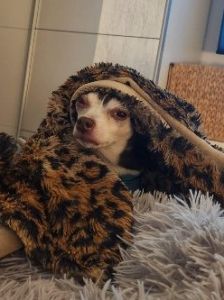 Manu – Prager Rattler-Chihuahua-Mix, Weibchen, 7 Jahre 11 Monate, 70195 Stuttgart-Botnang – Foto 3