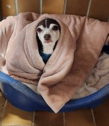 Manu – Prager Rattler-Chihuahua-Mix, Weibchen, 7 Jahre 11 Monate, 70195 Stuttgart-Botnang – Foto 4