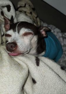 Manu – Prager Rattler-Chihuahua-Mix, Weibchen, 7 Jahre 11 Monate, 70195 Stuttgart-Botnang – Foto 5