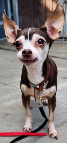 Manu – Prager Rattler-Chihuahua-Mix, Weibchen, 7 Jahre 11 Monate, 70195 Stuttgart-Botnang – Foto 6