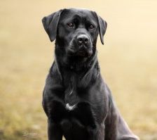 Sara – Labrador-Mix, Weibchen, 1 Jahr, 70195 Stuttgart-Botnang – Foto 1