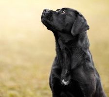 Sara – Labrador-Mix, Weibchen, 1 Jahr, 70195 Stuttgart-Botnang – Foto 2