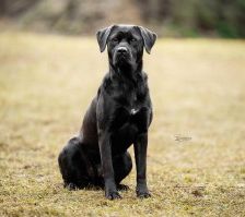 Sara – Labrador-Mix, Weibchen, 1 Jahr, 70195 Stuttgart-Botnang – Foto 3