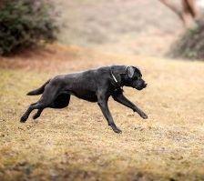 Sara – Labrador-Mix, Weibchen, 1 Jahr, 70195 Stuttgart-Botnang – Foto 4