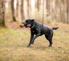 Sara – Labrador-Mix, Weibchen, 1 Jahr, 70195 Stuttgart-Botnang – Foto 5