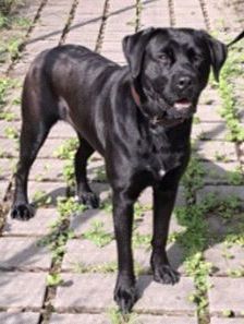 Sara – Labrador-Mix, Weibchen, 1 Jahr, 70195 Stuttgart-Botnang – Foto 6